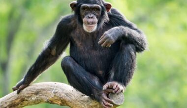 Chimpanzees Can Use Metacognition To Plan Accordingly