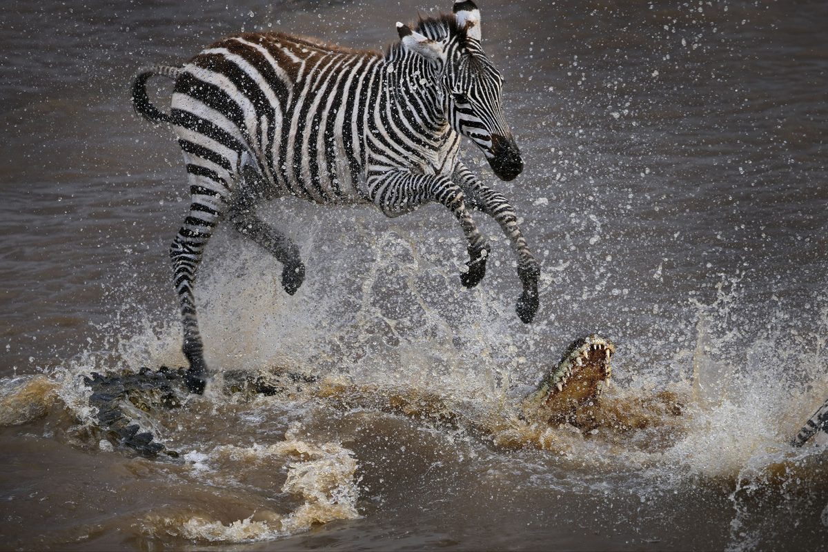 A common or plains zebra jumping over a crocodile,