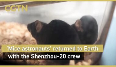 'Mice astronauts' return to Earth with Shenzhou-20 crew - news.cgtn.com