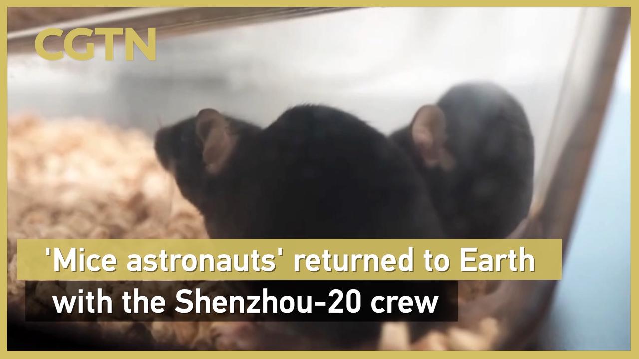 'Mice astronauts' return to Earth with Shenzhou-20 crew - news.cgtn.com