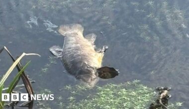 Swans and several thousand fish die amid Kent pollution incident