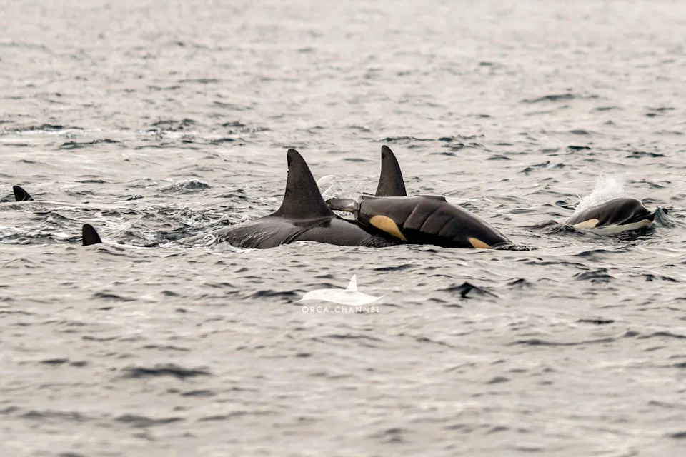 Krisztina Balotay - naturalist/photographer, Orca Channel Orca whale birth