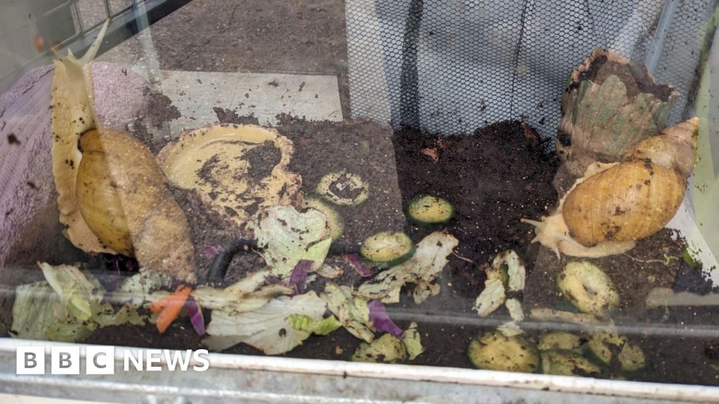 Two giant snails abandoned in Buckinghamshire 'lucky' to survive