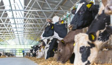 Cows at a dairy farm in Kerala. For representational purpose only: Manorama