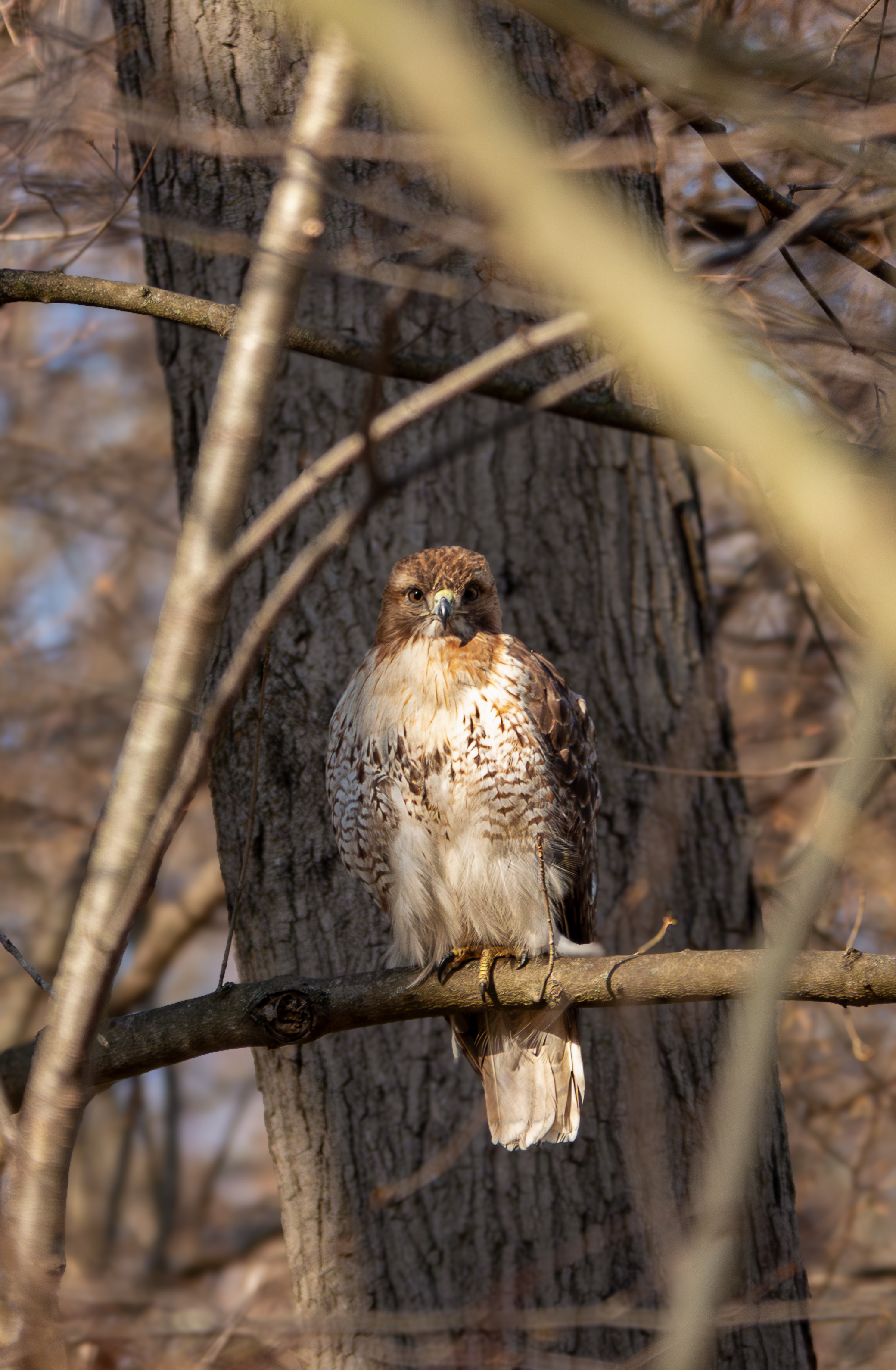 A wildlife photograph by 10-year-old Tyler DeVane of a hawk