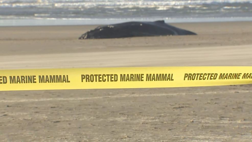 A humpback whale washed ashore Saturday night on San Marine, Ore., and is set to be euthanized on Monday, Nov. 17, 2025 according to witnesses and local officials/KATU News