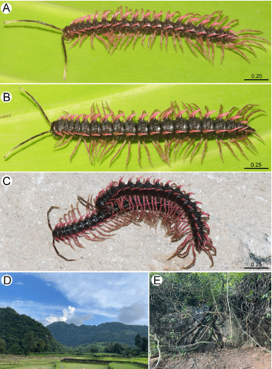 Desmoxytes Sirindhornaesp. Nov.
