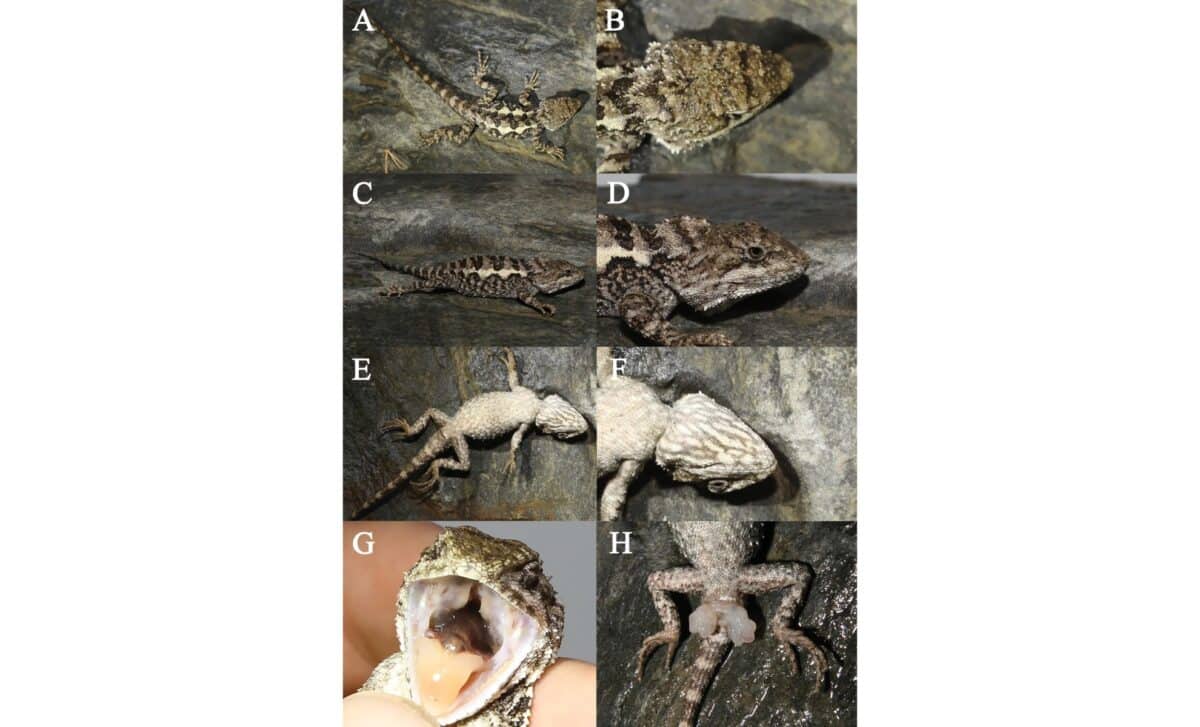 Diploderma Bifluviale Characteristics