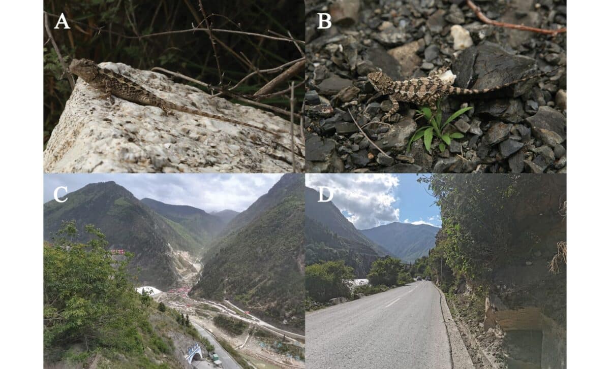 Diploderma Bifluviale Habitat And Distribution