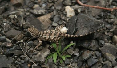 Diploderma Bifluviale Lizard