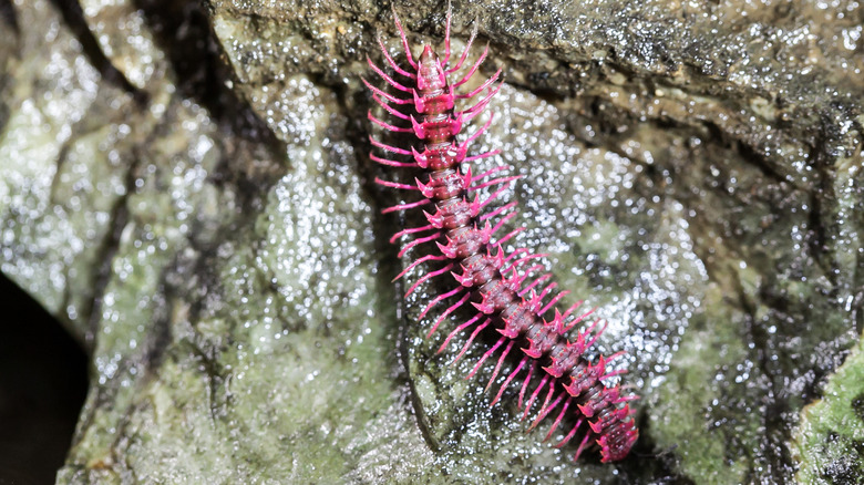 A dragon millipede of Thailand on a rock