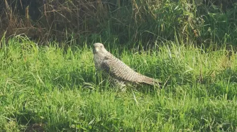 Cornish Birds of Prey Centre CIC A gyr falcon in grass.