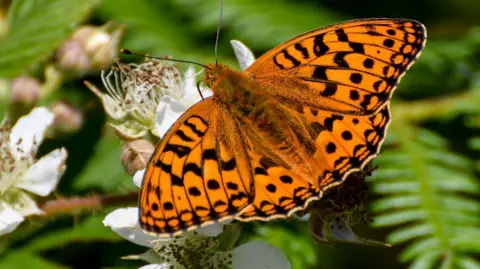 Dom William, Butterfly Conservation Close-up of a High Brown Fritillary butterfly with bright orange wings and black spots, perched on a white bramble flower against a green leafy background