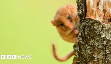 Endangered dormice habitats could be restored by charity appeal