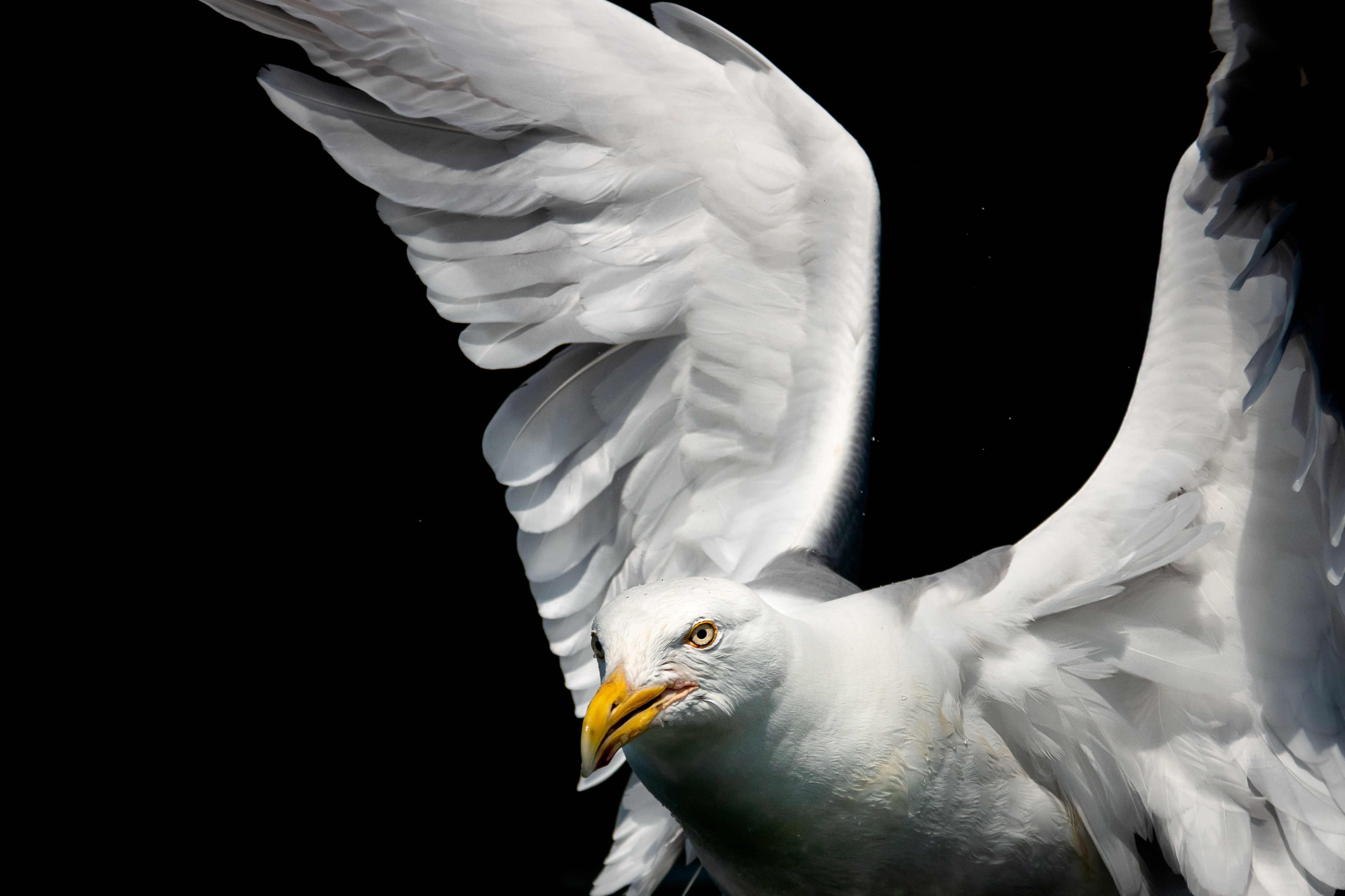 A wildlife photography by 10-year-old Tyler DeVane of a seagull in flight