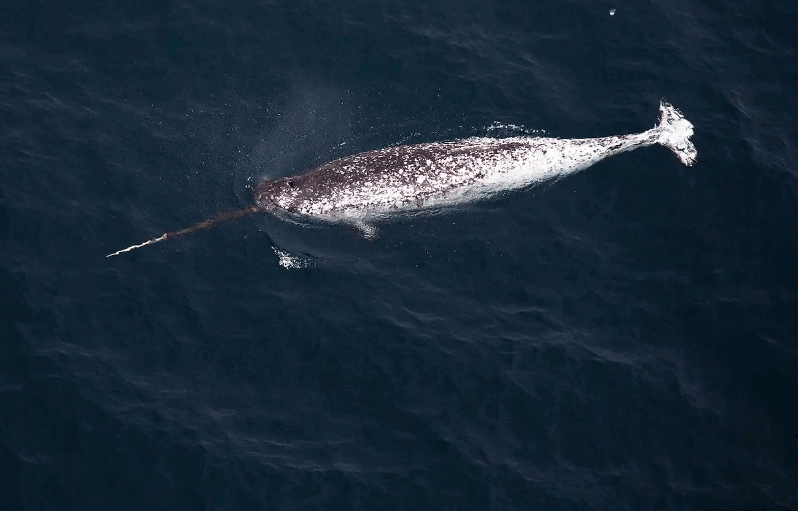 Narwhals Keep Body-Slamming Scientific Gear, and It's Killing Them