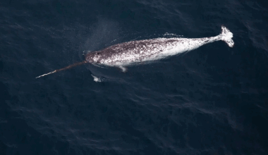 Narwhals Keep Body-Slamming Scientific Gear, and It's Killing Them