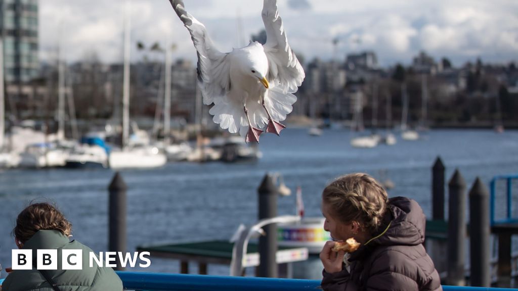 Study finds shouting may stop gulls stealing food