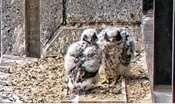 Two peregrine falcon chicks stand on a ledge and stare at the camera