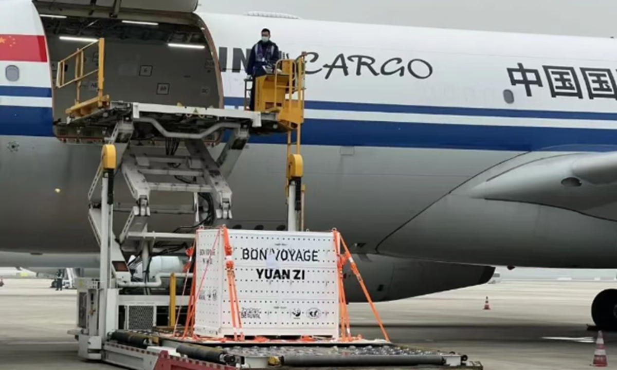 Giant pandas Huan Huan and Yuan Zi arrive at Chengdu Shuangliu International Airport on Wednesday. Photo: Screenshot from Chengdu Research Base of Giant Panda Breeding