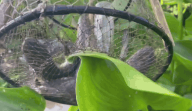 Farmer finds huge snakehead fish haul hidden beneath water hyacinth