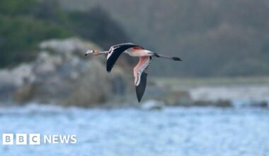 Escaped flamingo from Cornwall doing 'extremely well' in France