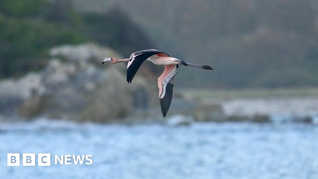 Escaped flamingo from Cornwall doing 'extremely well' in France