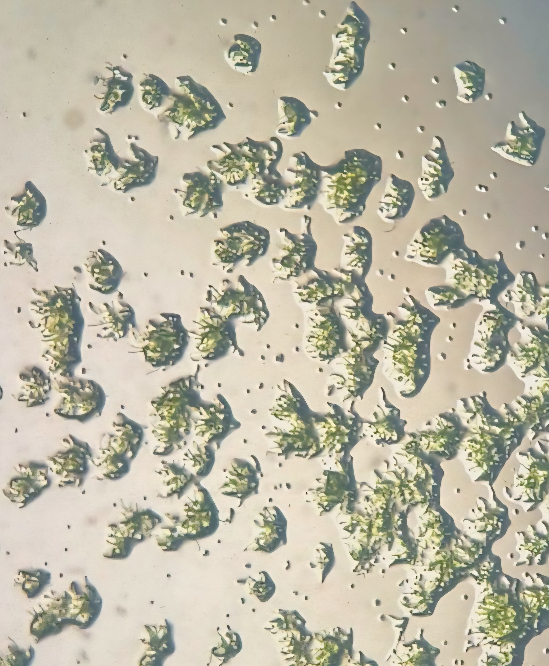 a microscope image of moss spores
