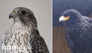 Two birds of prey stolen from Cornish rescue centre