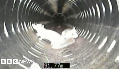 Video shows squirrels living in Hertfordshire drain system