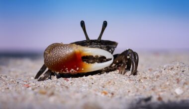 beautiful crab