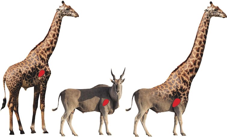 Images of a giraffe, an eland, and the half-giraffe half-eland 'elaffe', each with the location of its heart highlighted.