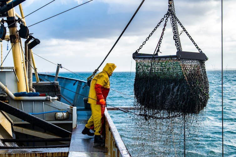 A man on a fishing trawler looks on as a fishing net is raised from the sea