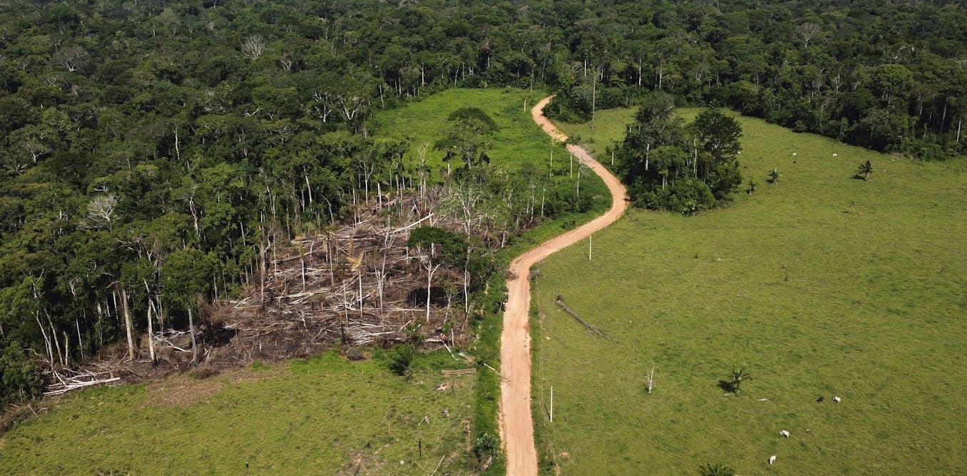 A bold new investment fund aims to channel billions into tropical forest protection – one key change can make it better