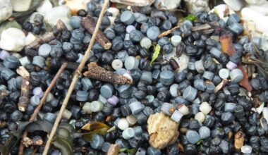 Plastic ‘bio-beads’ from sewage plants are polluting the oceans and spreading superbugs – but there are alternatives