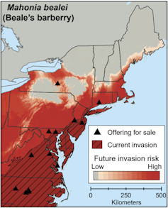 A map of the Northeast shows the spread of an invasive evergreen shrub.