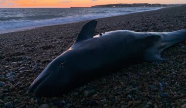 Mercury pollution in marine mammals is increasing – new study