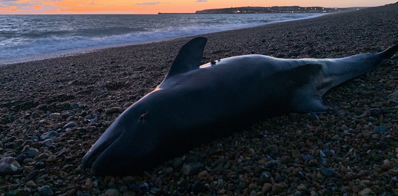 Mercury pollution in marine mammals is increasing – new study