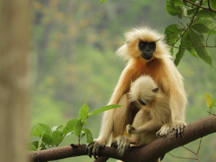 furry monkeys on branch