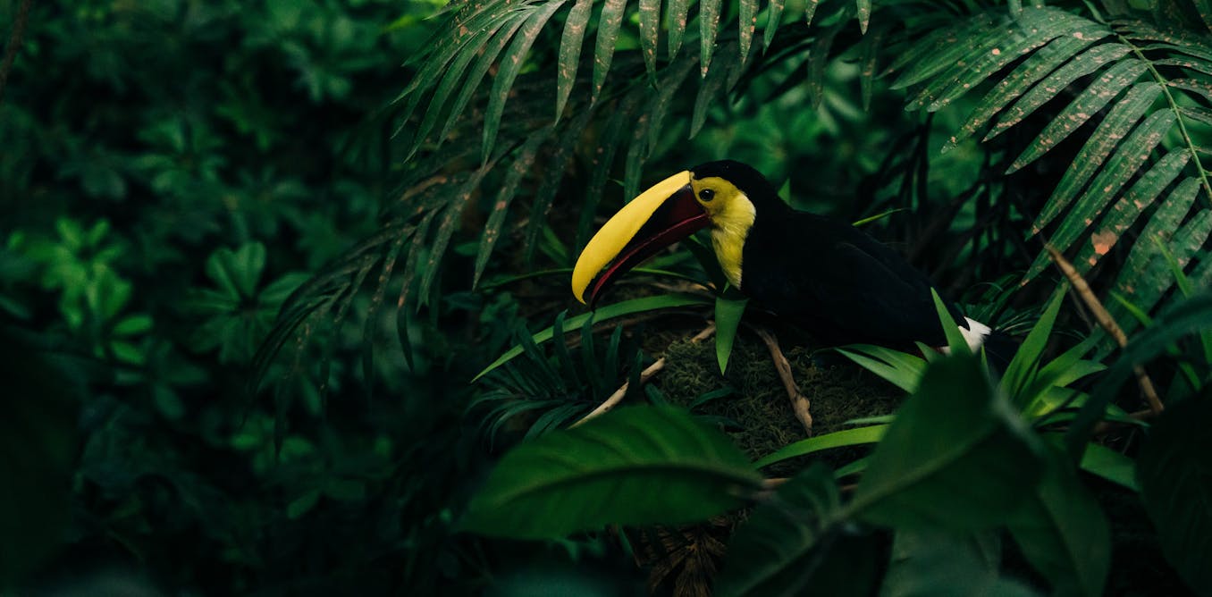 The world’s new US$125 billion rainforest trust fund revives a 1990s idea – and shows its limits
