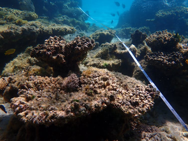 Dead brown coral covered in algae at Ningaloo Reef.