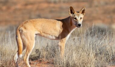 Impacts of colonisation on dingoes are ‘written in their bones’, new research finds