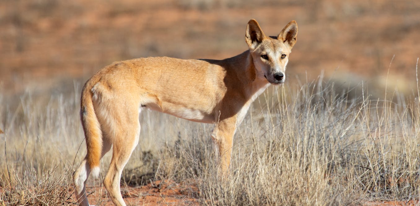 Impacts of colonisation on dingoes are ‘written in their bones’, new research finds