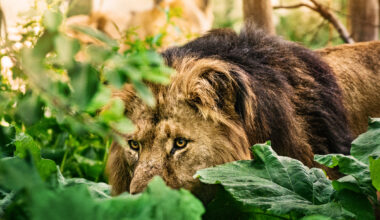 Lion On The Loose In Ireland Turns Out To Be Dog With Snazzy New Haircut