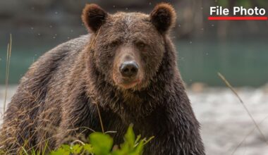 Grizzly attacks schoolchildren and teachers on a walking trail in Canada, injuring 11