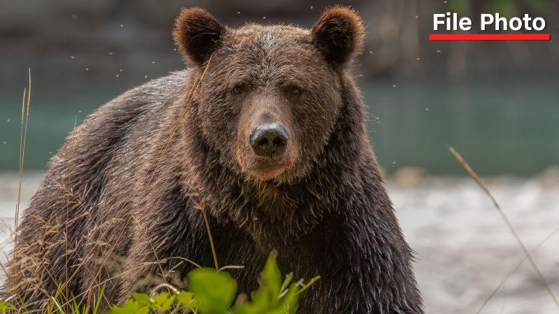 Grizzly attacks schoolchildren and teachers on a walking trail in Canada, injuring 11