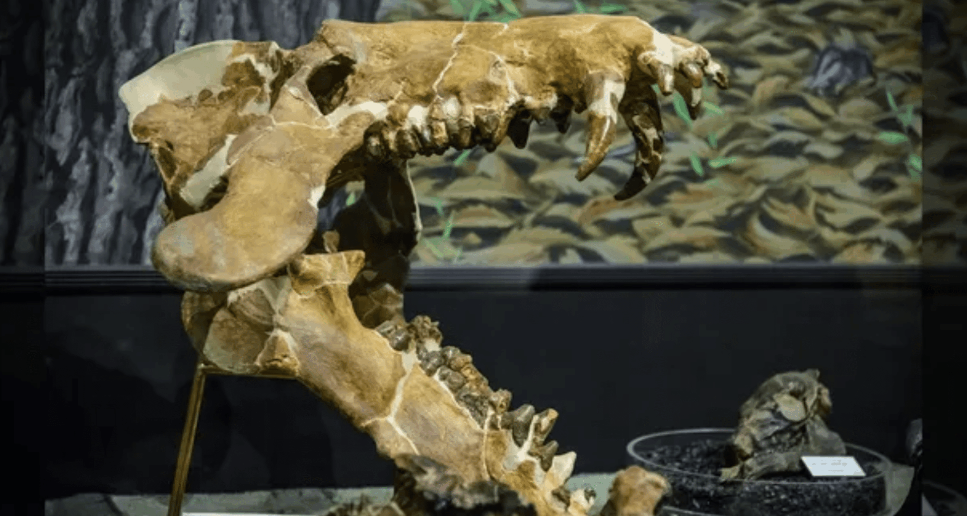 Giant Hell Pigs The Ancient Beast That Could Smash Bones With Its Teeth!