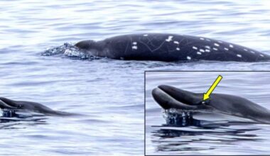 For The First Time, A Ginkgo-Toothed Beak Whale Has Been Seen Alive
