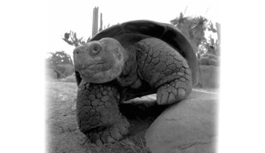 The long life of a Galápagos tortoise