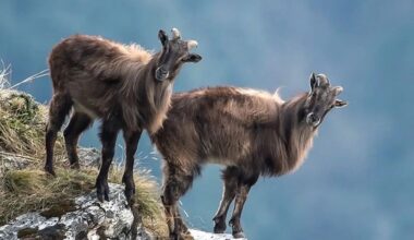 Baby Tahr’s Brave Leap on Table Mountain Has South Africans Holding Their Breath